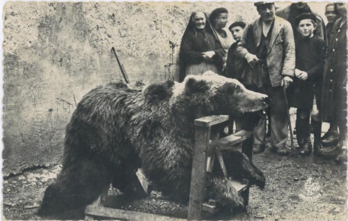 Exposition d'un Ours tué au cours d'une battue