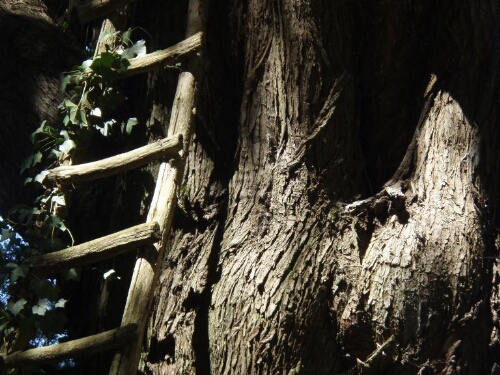 Conifère de l'arboretum de Payssas