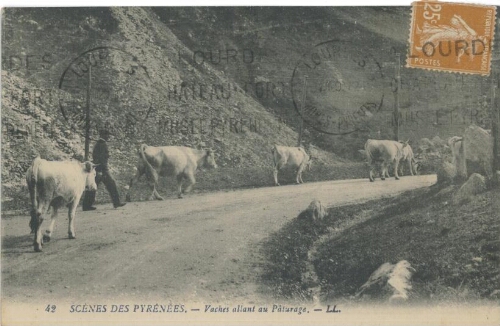 Vaches allant au Pâturage