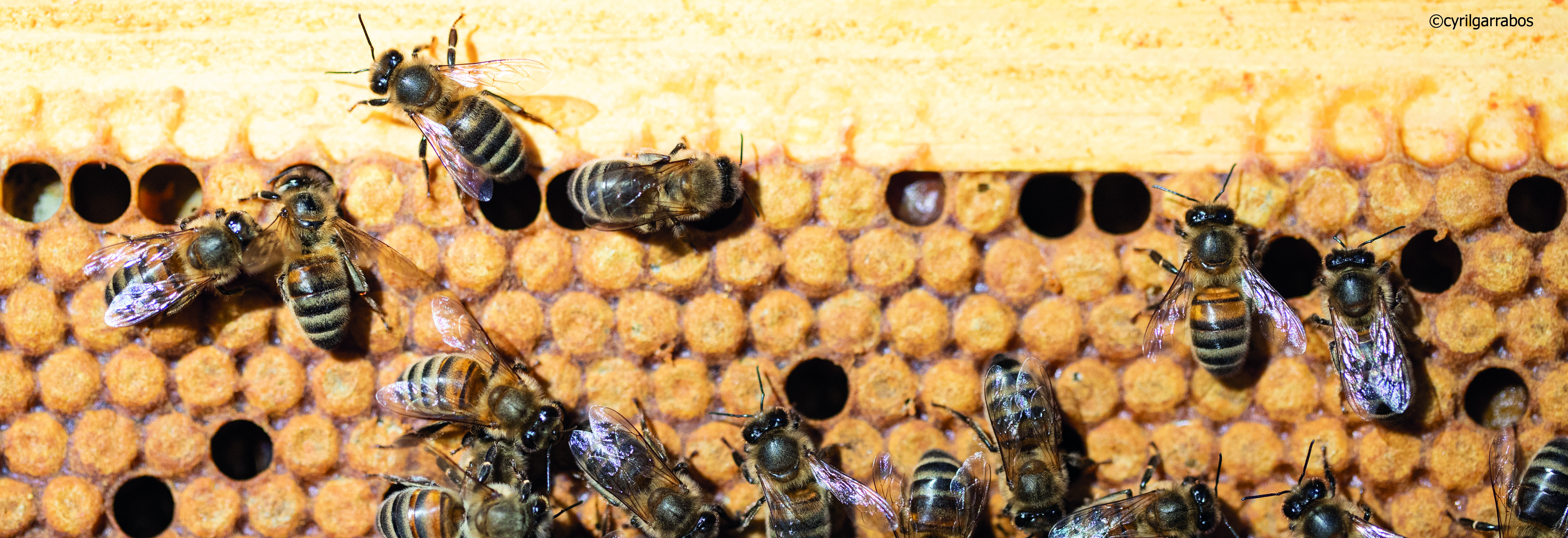 Secrets d'abeilles